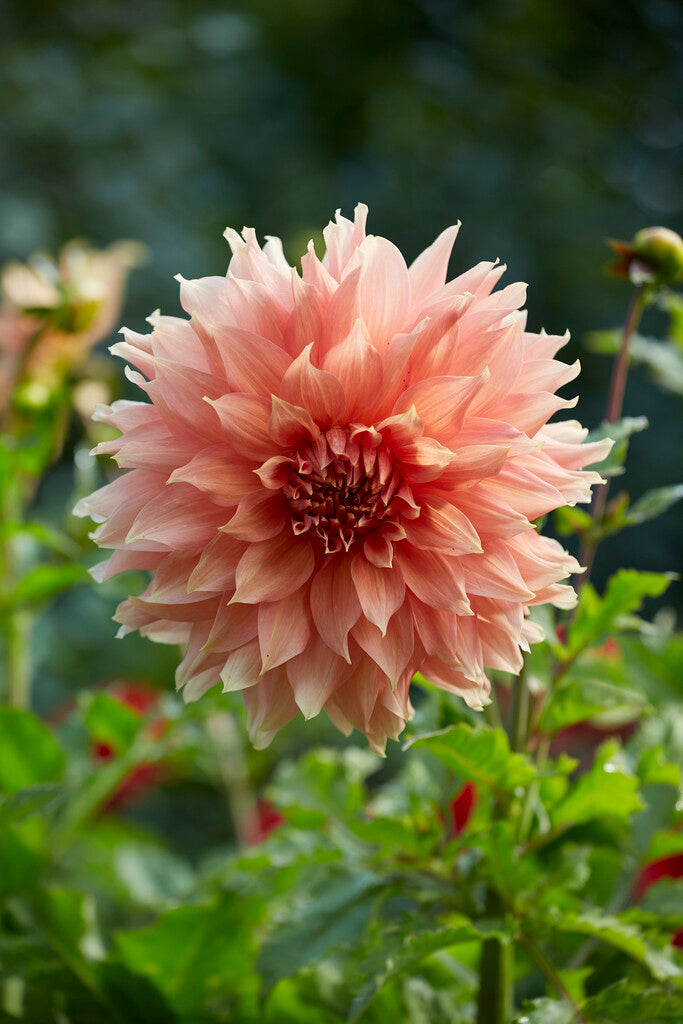 Dahlia Dekorativ Fairway Spur 1-pack